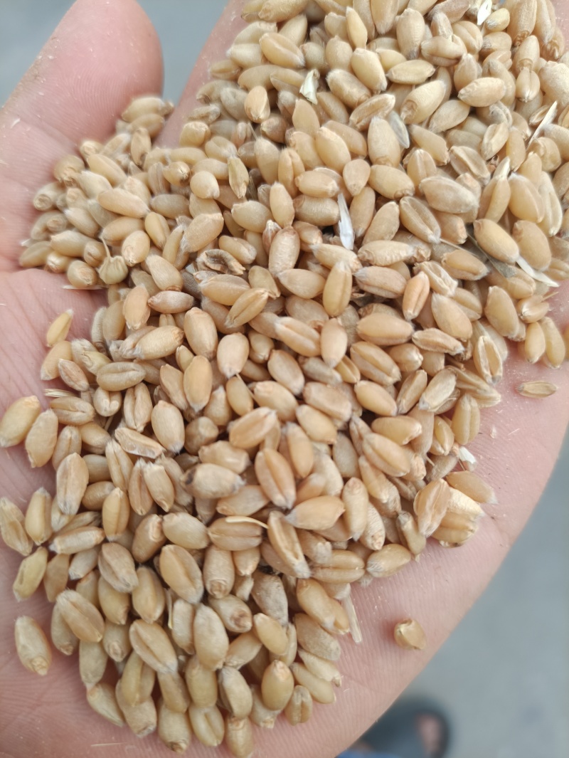 精选安徽小麦水分12.5左右，容重795+精品上市