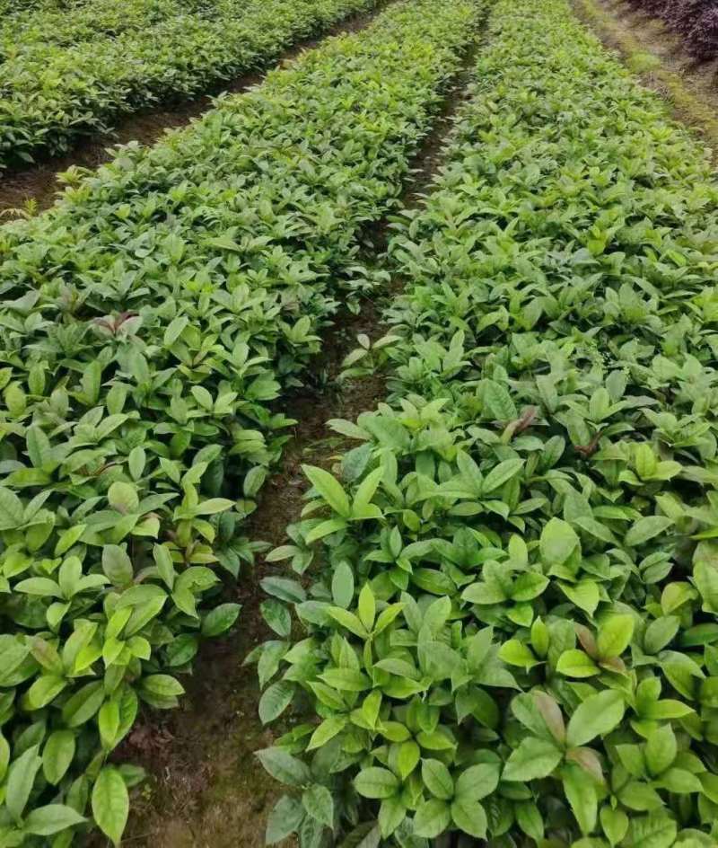 桂花种子桂花小苗桂花5公分桂花8公分桂花12公分