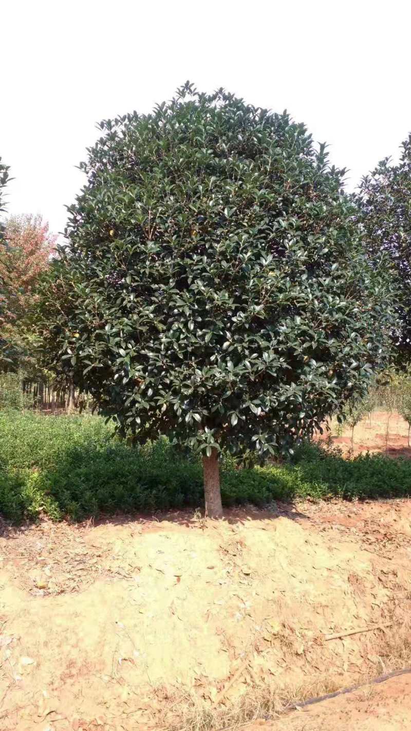 桂花种子桂花小苗桂花5公分桂花8公分桂花12公分