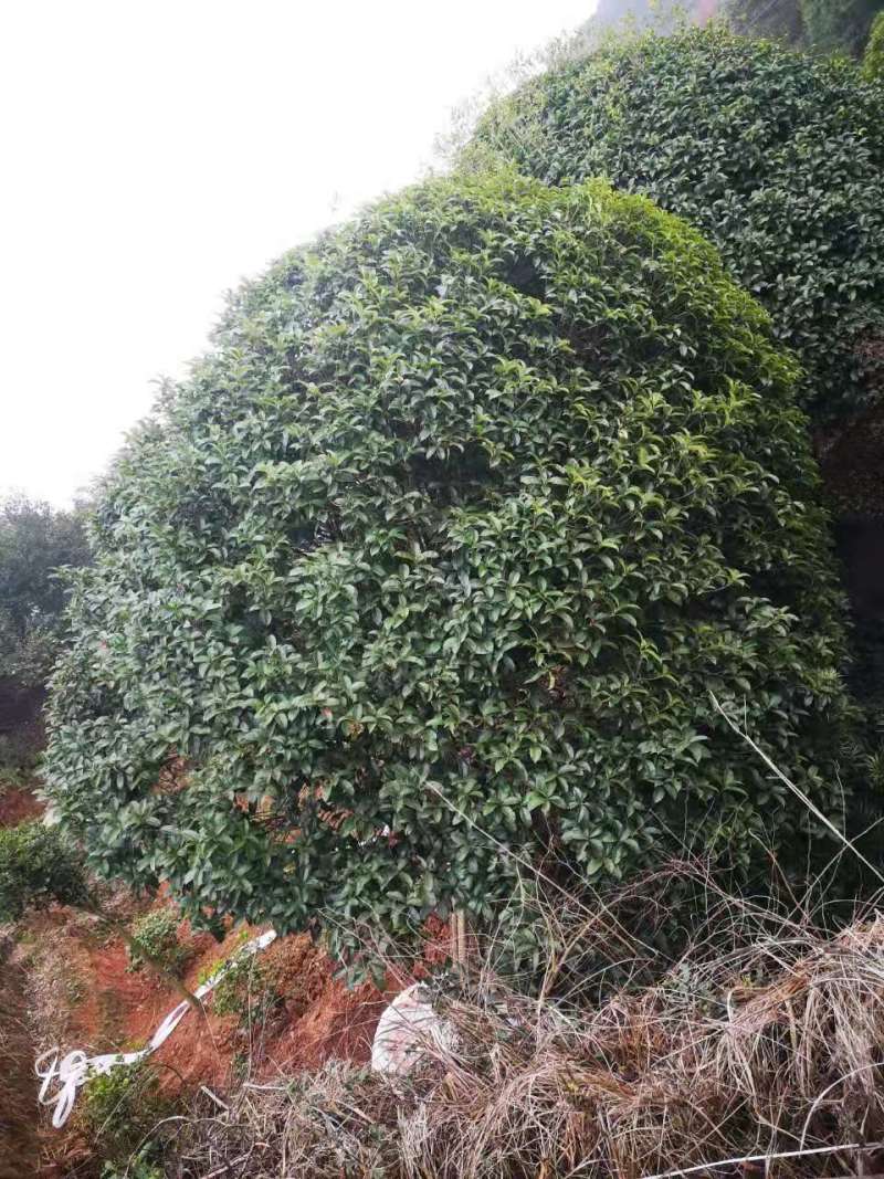 桂花种子桂花小苗桂花5公分桂花8公分桂花12公分
