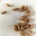 桂花种子桂花小苗桂花5公分桂花8公分桂花12公分