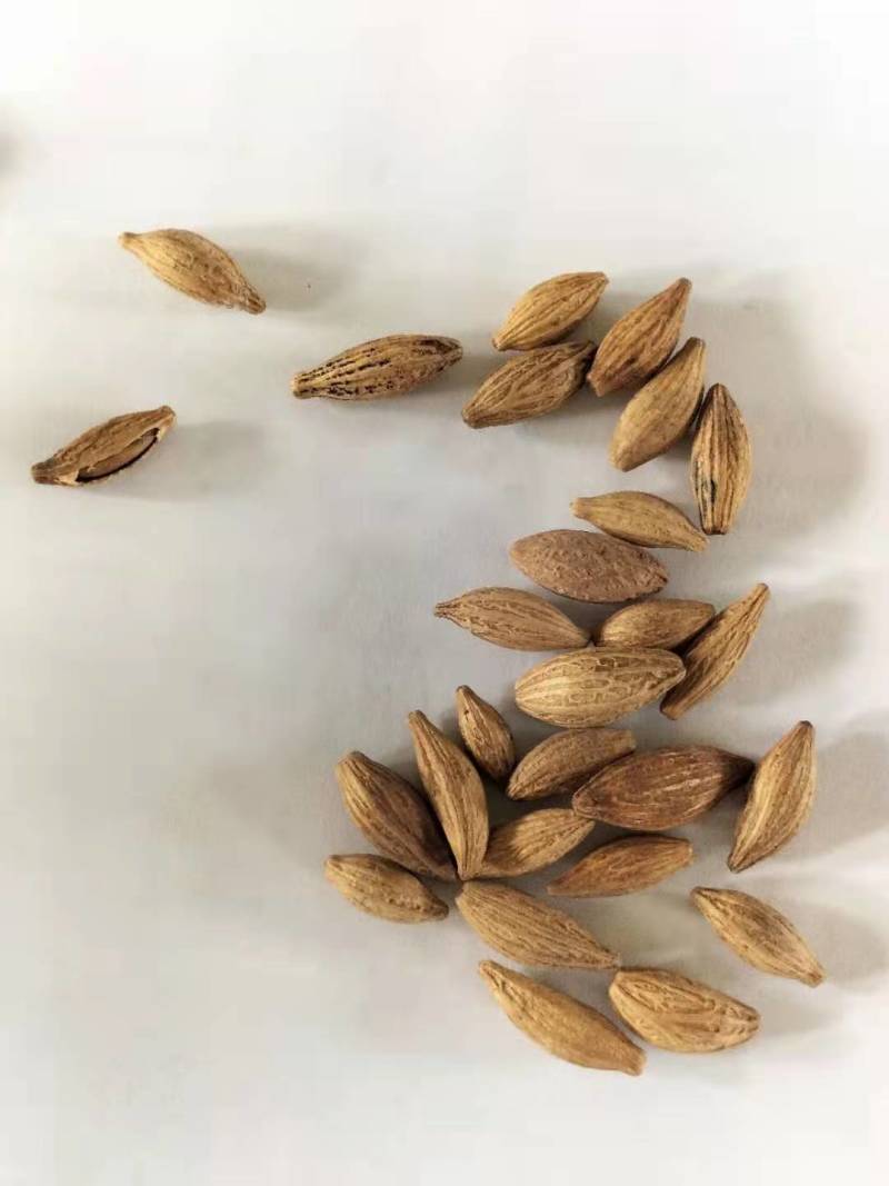 桂花种子桂花小苗桂花5公分桂花8公分桂花12公分
