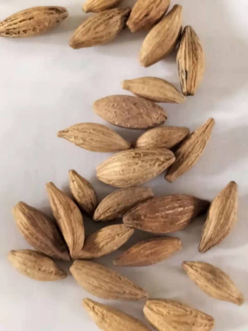 桂花种子桂花小苗桂花5公分桂花8公分桂花12公分