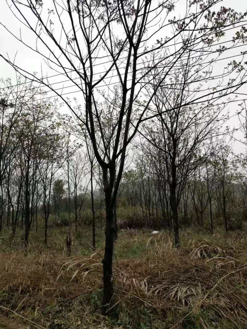 南酸枣种子南酸枣小苗南酸枣杯苗南酸枣18公南酸枣树