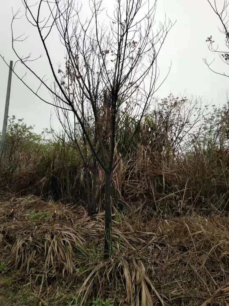 南酸枣种子南酸枣小苗南酸枣杯苗南酸枣18公南酸枣树