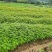 南酸枣种子南酸枣小苗南酸枣杯苗南酸枣18公南酸枣树