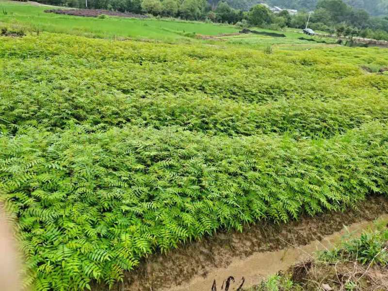 南酸枣种子南酸枣小苗南酸枣杯苗南酸枣18公南酸枣树
