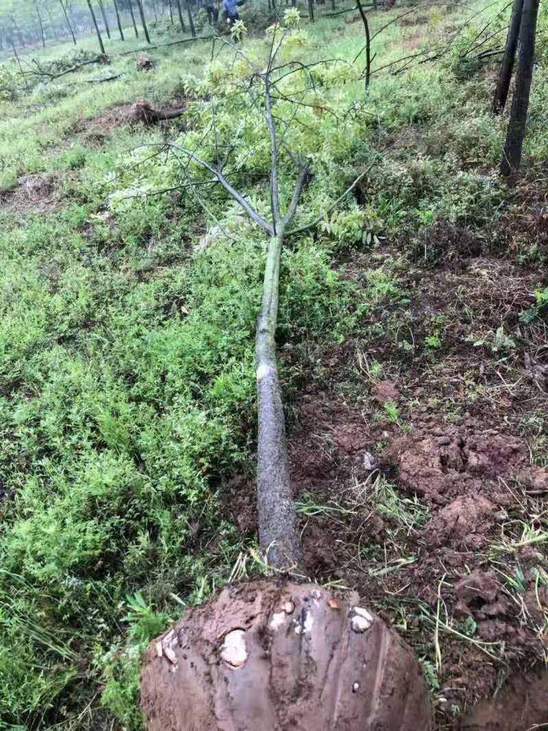南酸枣种子南酸枣小苗南酸枣杯苗南酸枣18公南酸枣树