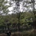 南酸枣种子南酸枣小苗南酸枣杯苗南酸枣18公南酸枣树