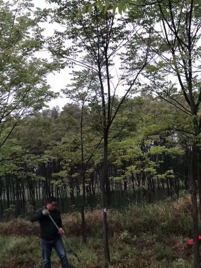 南酸枣种子南酸枣小苗南酸枣杯苗南酸枣18公南酸枣树