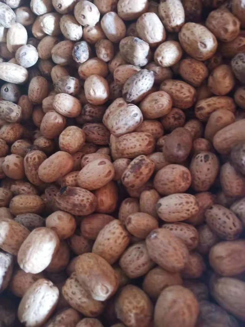 南酸枣种子南酸枣小苗南酸枣杯苗南酸枣18公南酸枣树