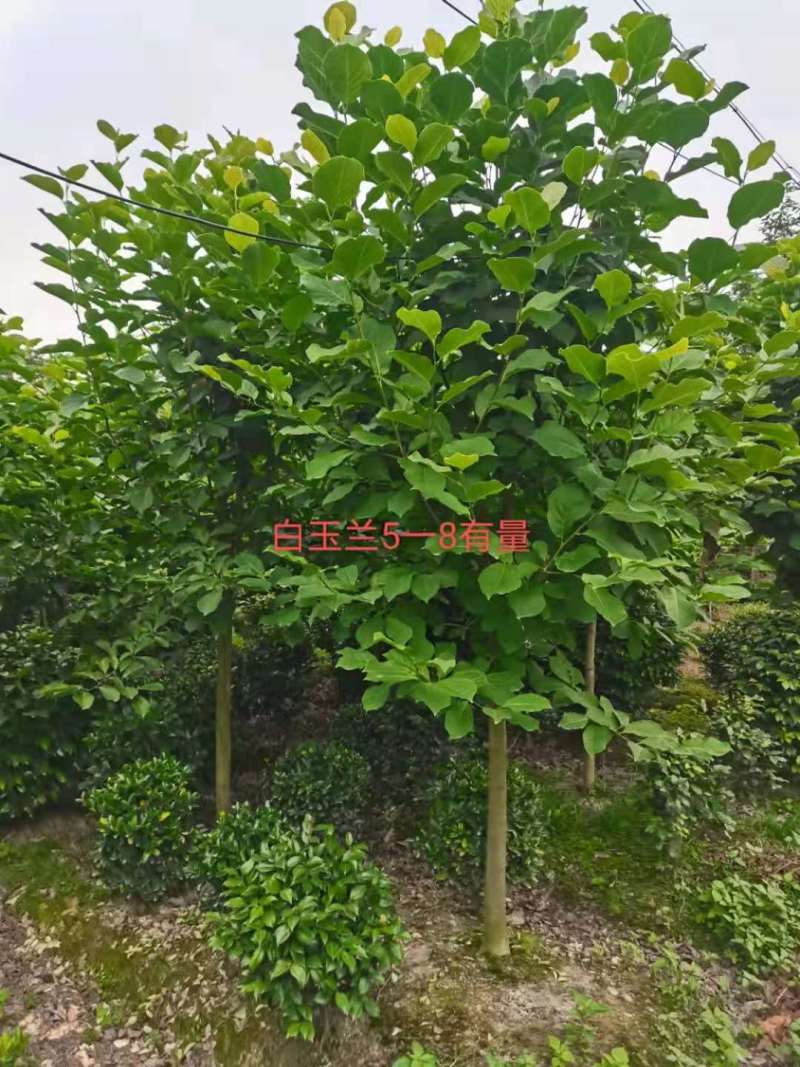 白玉兰苗白玉兰3公分白玉兰8公