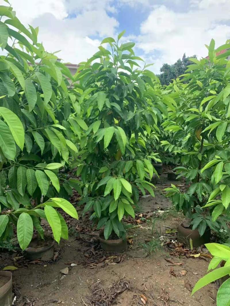 白玉兰苗白玉兰3公分白玉兰8公