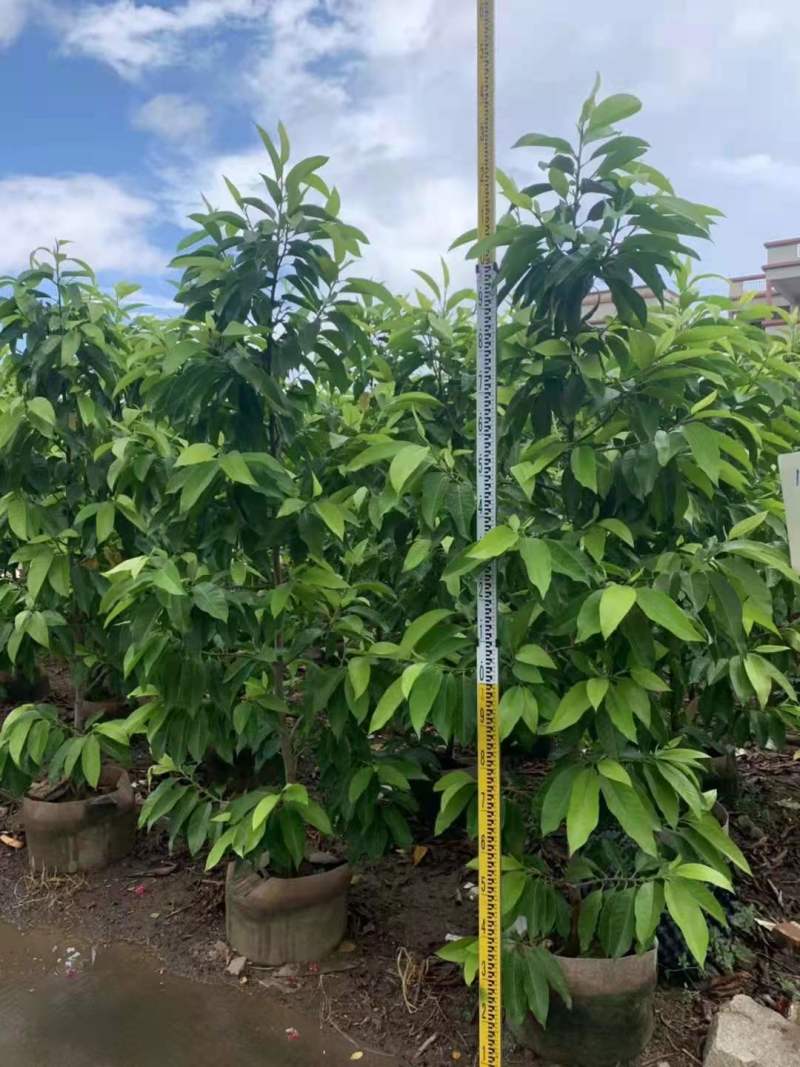 白玉兰苗白玉兰3公分白玉兰8公
