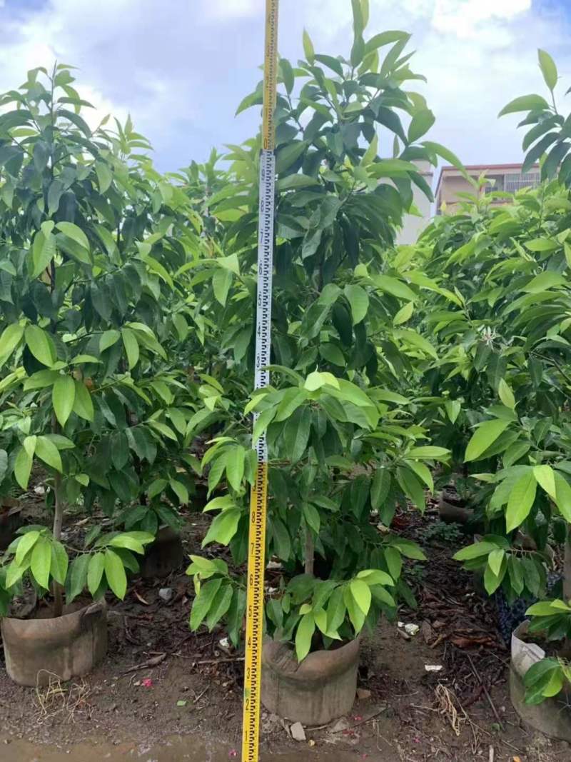 白玉兰苗白玉兰3公分白玉兰8公