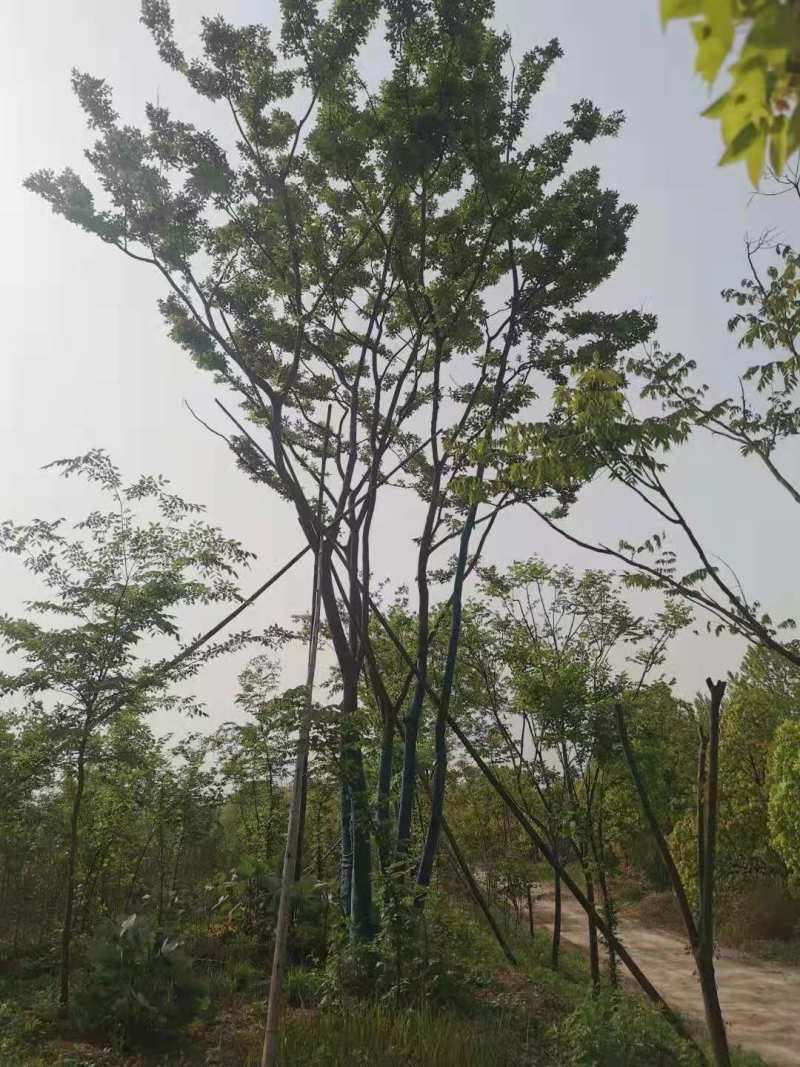 （推荐）丛生乌桕10公分丛生乌桕30公分丛生乌桕60公分