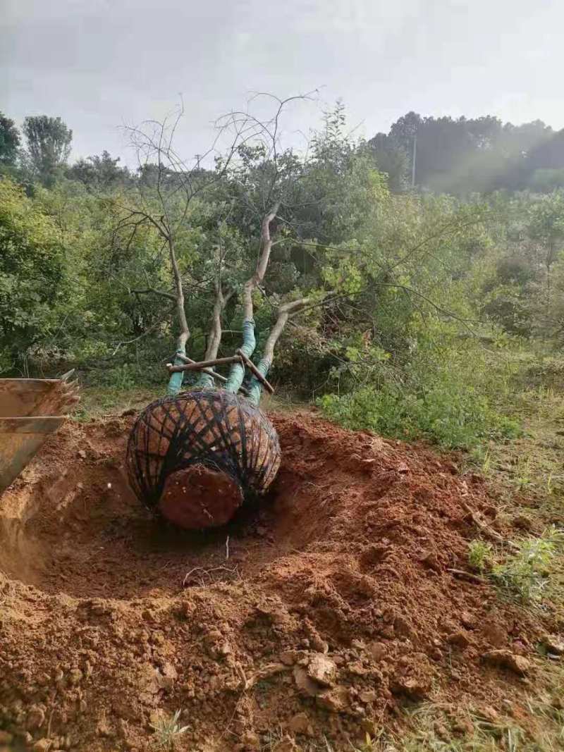 （推荐）丛生乌桕10公分丛生乌桕30公分丛生乌桕60公分