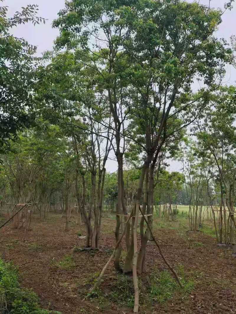 （推荐）丛生乌桕10公分丛生乌桕30公分丛生乌桕60公分