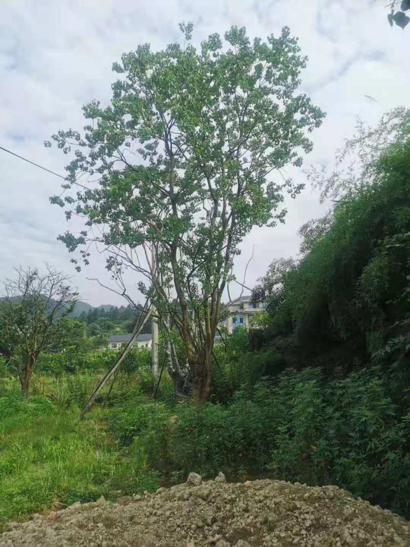 （推荐）丛生乌桕10公分丛生乌桕30公分丛生乌桕60公分
