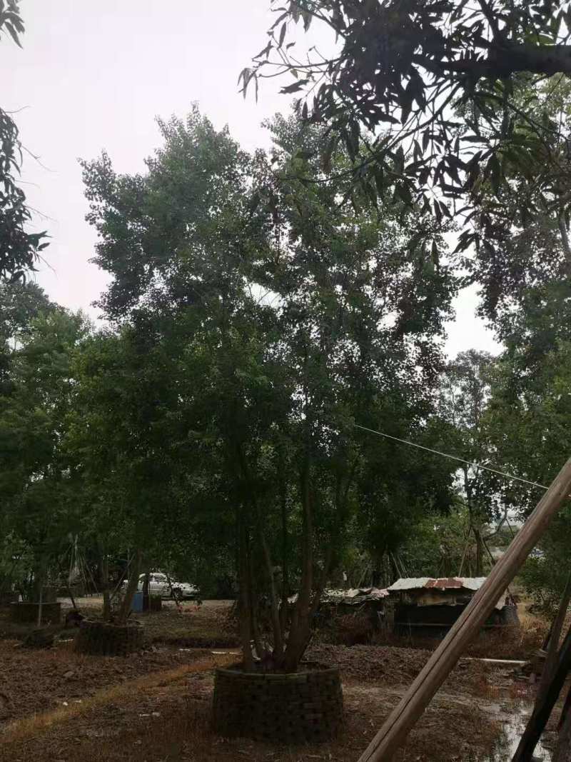 （推荐）丛生乌桕10公分丛生乌桕30公分丛生乌桕60公分
