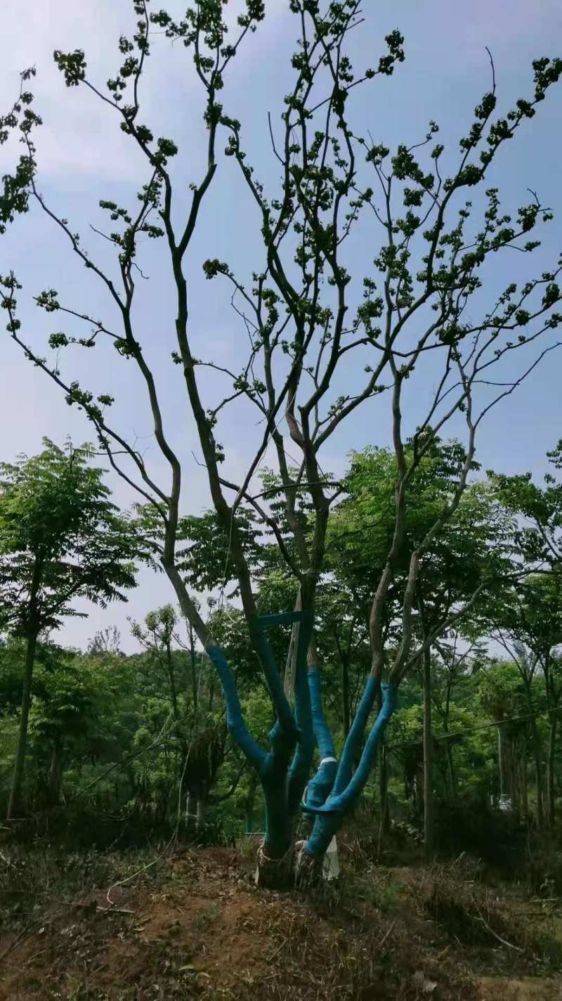 （推荐）丛生乌桕10公分丛生乌桕30公分丛生乌桕60公分