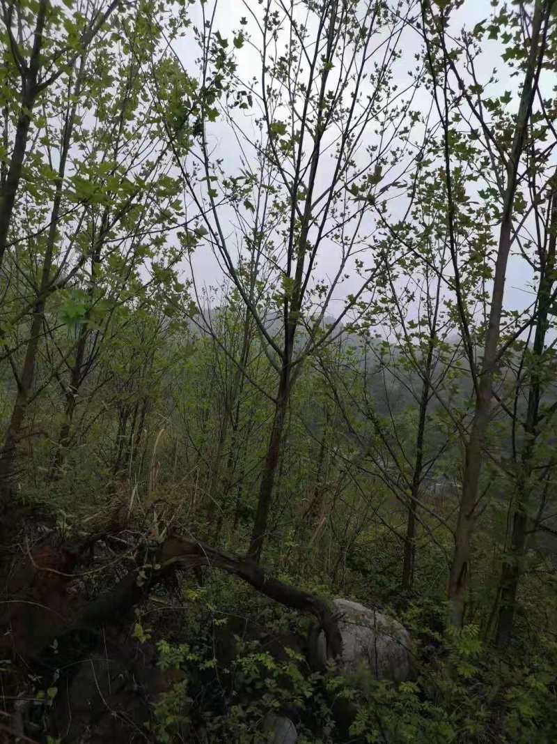 江南桤木种子江南桤木小苗江南桤木10公分江南桤木2