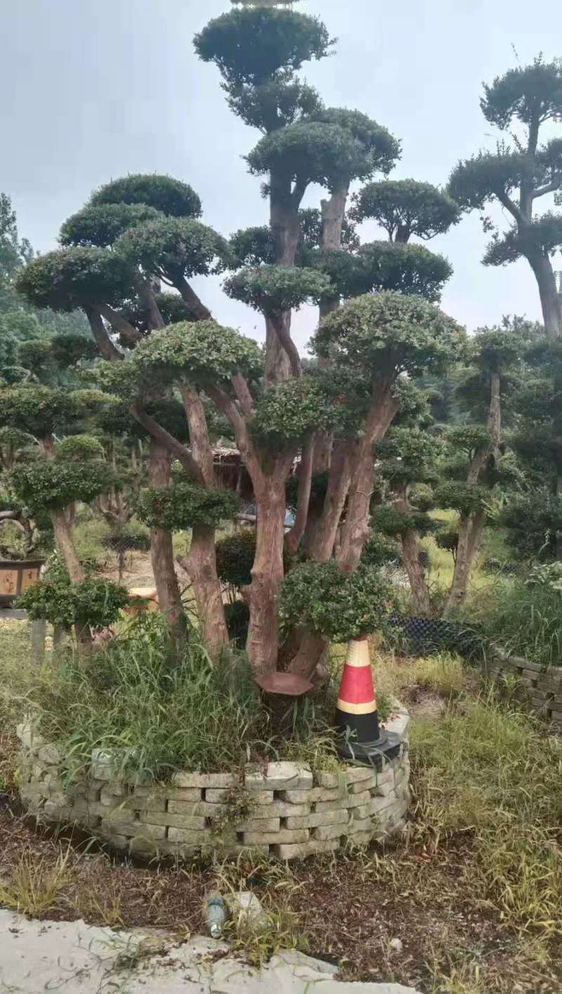 赤楠盆景8公分赤楠盆景30公分赤楠桩江西赤楠盆景