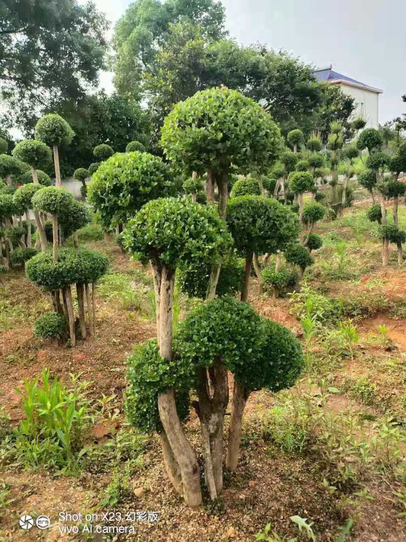 赤楠盆景8公分赤楠盆景30公分赤楠桩江西赤楠盆景