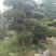 赤楠盆景8公分赤楠盆景30公分赤楠桩江西赤楠盆景