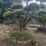 赤楠盆景8公分赤楠盆景30公分赤楠桩江西赤楠盆景