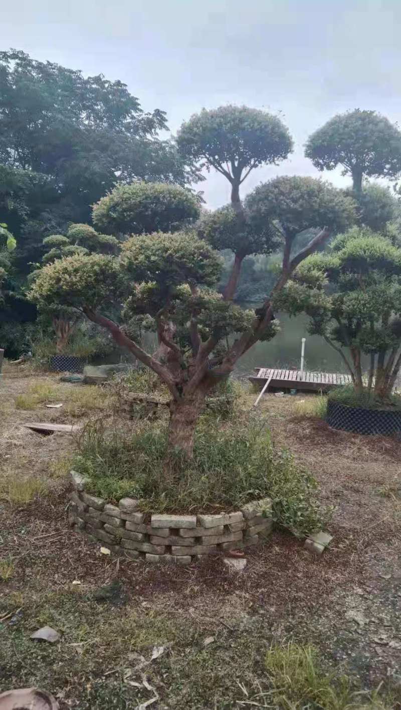 赤楠盆景8公分赤楠盆景30公分赤楠桩江西赤楠盆景