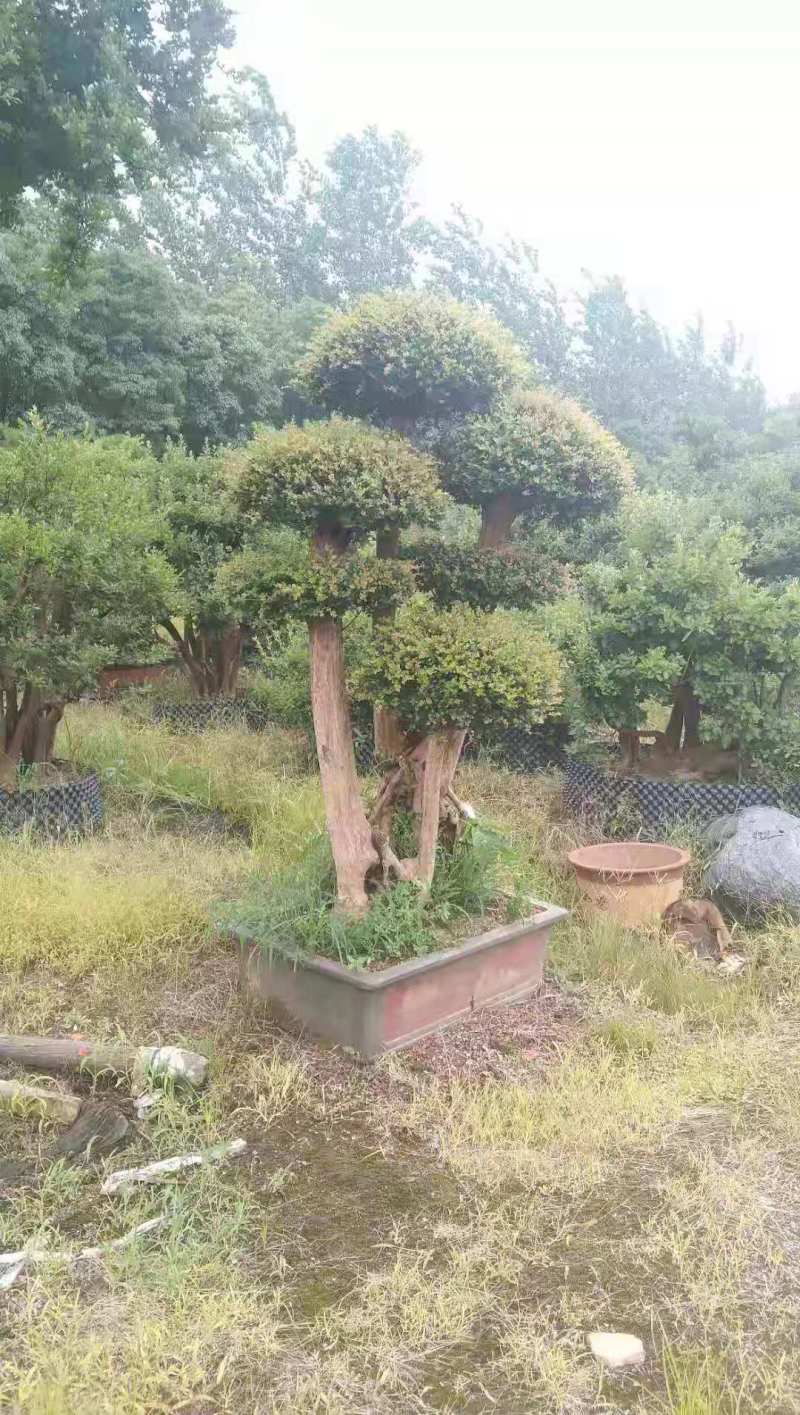 赤楠盆景8公分赤楠盆景30公分赤楠桩江西赤楠盆景