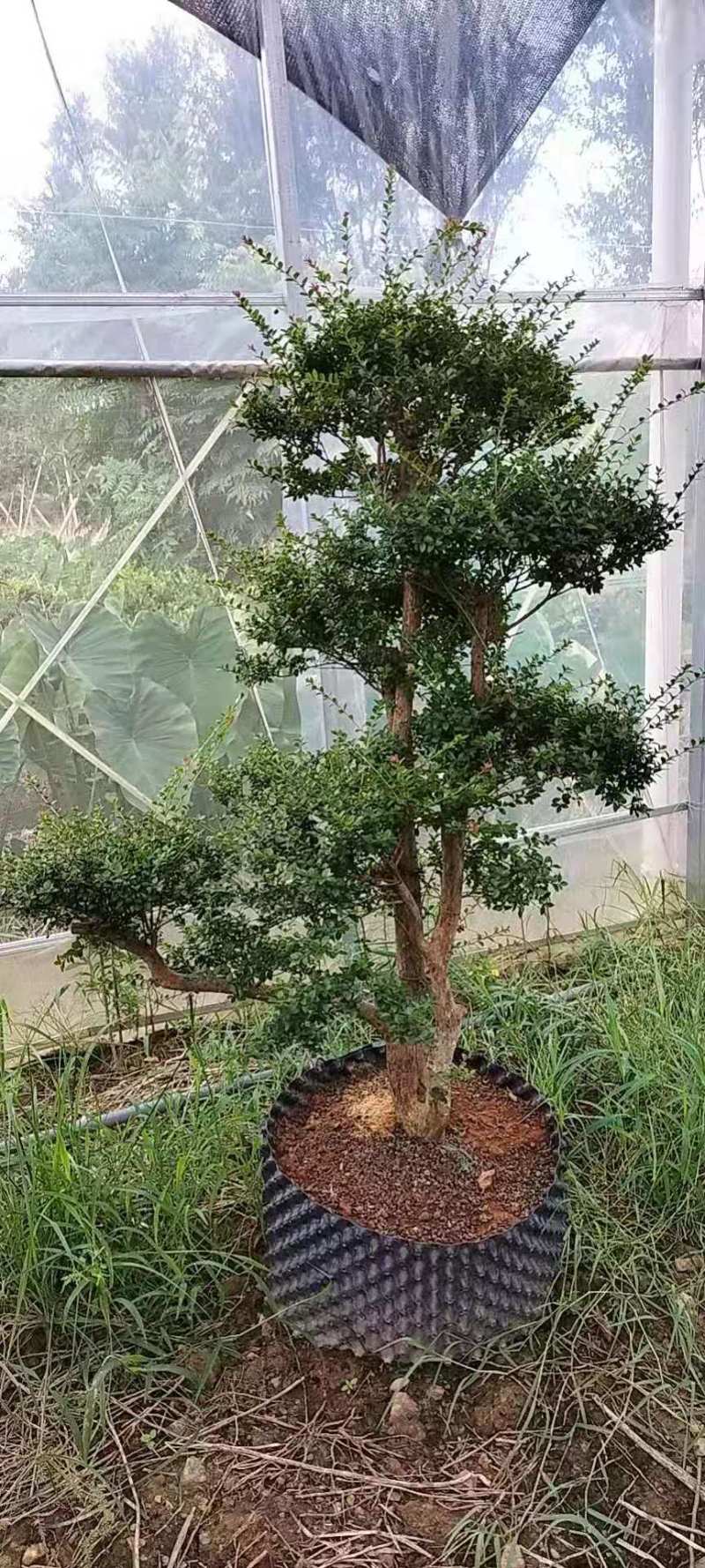 赤楠盆景8公分赤楠盆景30公分赤楠桩江西赤楠盆景