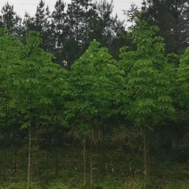 厚朴种子厚朴小苗厚朴10公分厚朴15公分厚朴5公