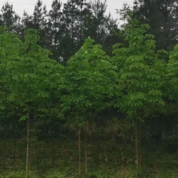 厚朴种子厚朴小苗厚朴10公分厚朴15公分厚朴5公