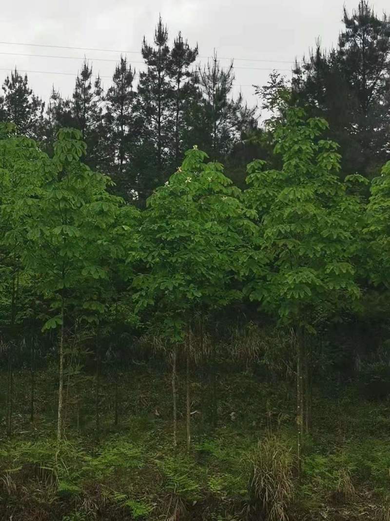 厚朴种子厚朴小苗厚朴10公分厚朴15公分厚朴5公
