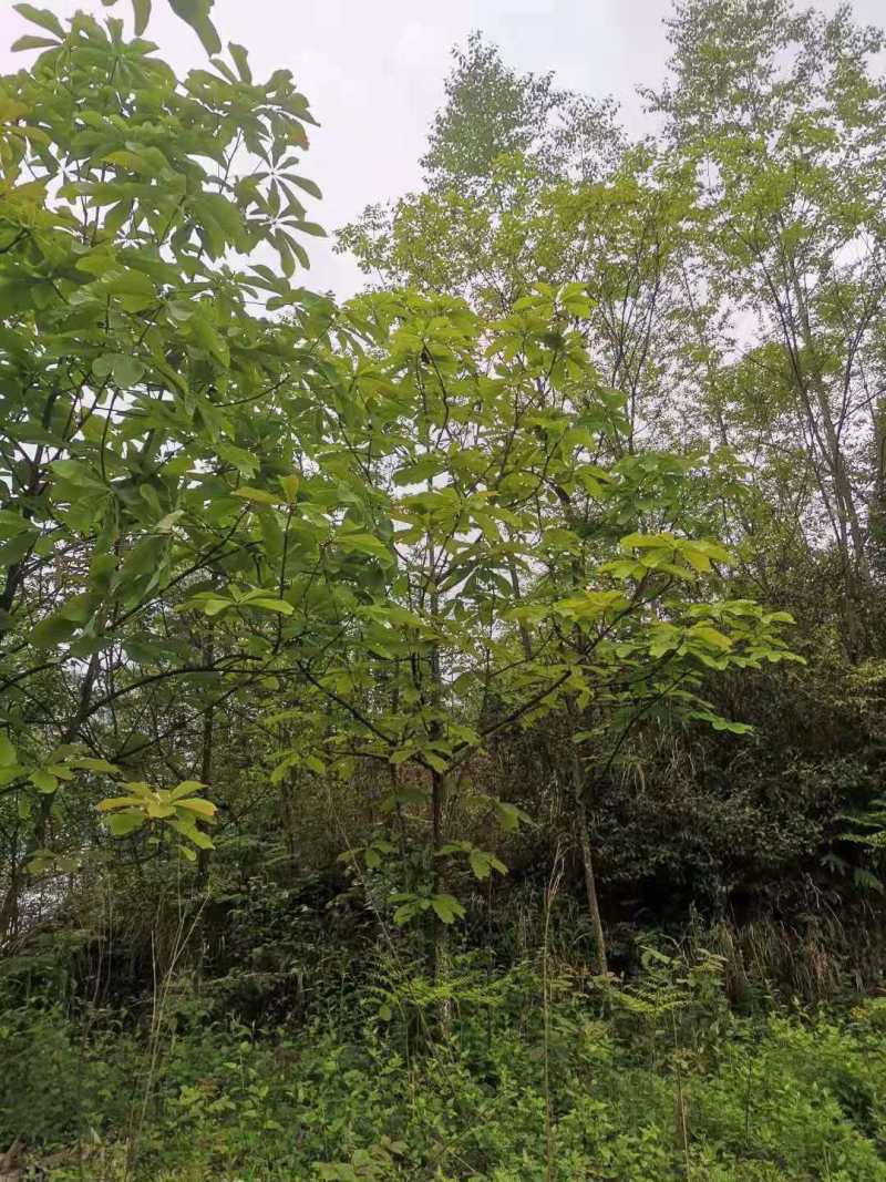 厚朴种子厚朴小苗厚朴10公分厚朴15公分厚朴5公