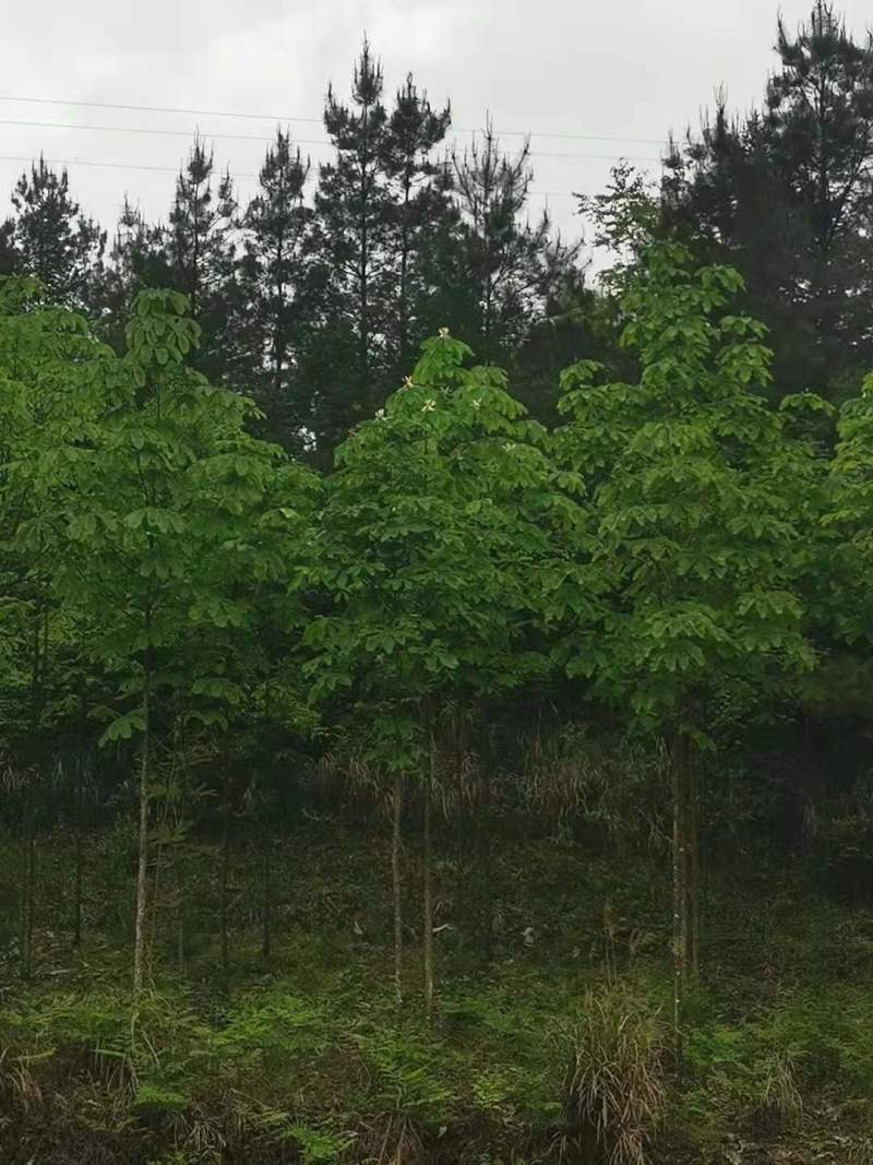 厚朴种子厚朴小苗厚朴10公分厚朴15公分厚朴5公
