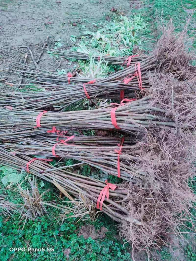 厚朴种子厚朴小苗厚朴10公分厚朴15公分厚朴5公