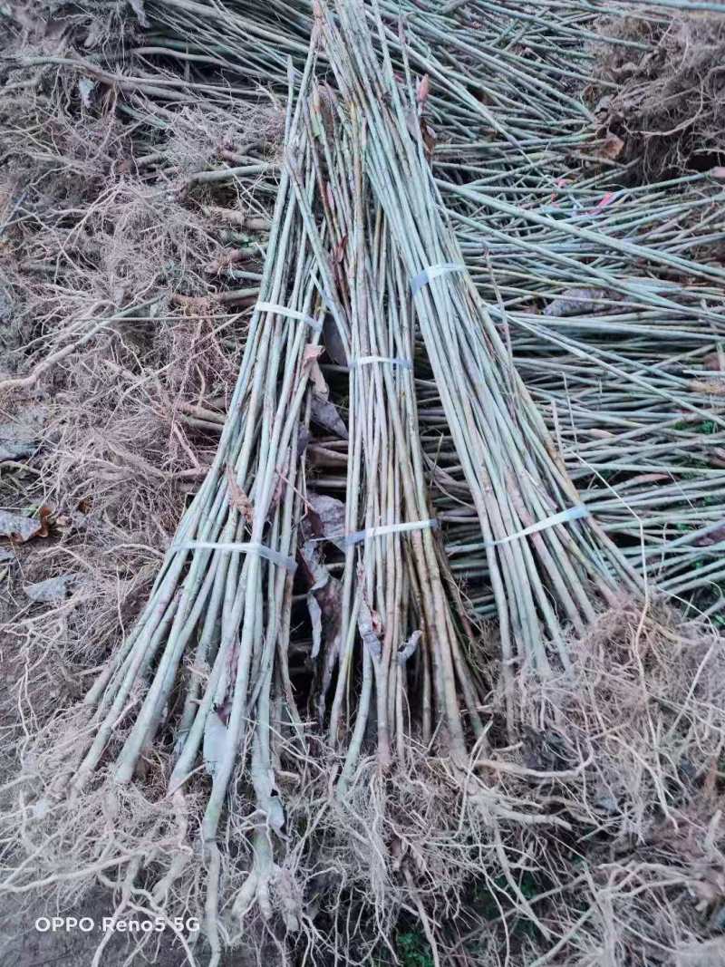 厚朴种子厚朴小苗厚朴10公分厚朴15公分厚朴5公