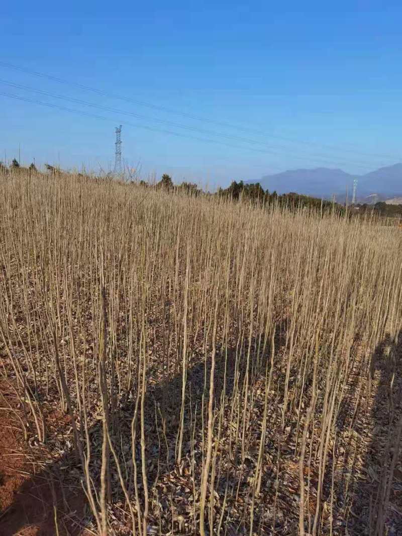 厚朴种子厚朴小苗厚朴10公分厚朴15公分厚朴5公