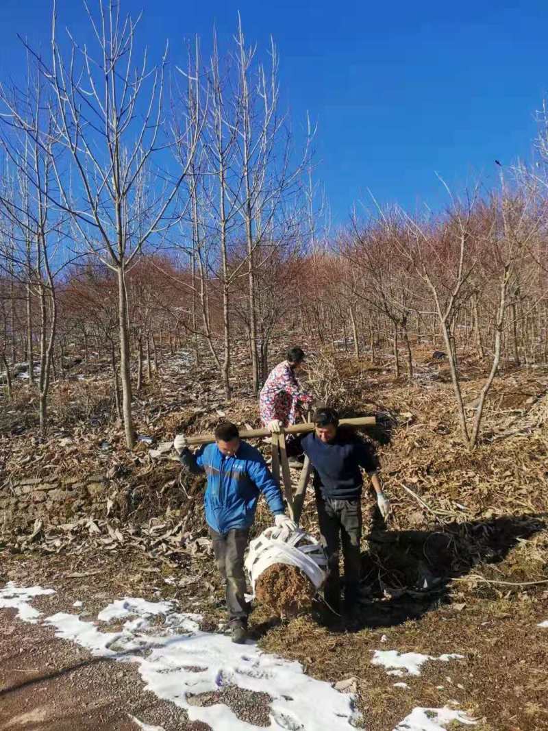 厚朴种子厚朴小苗厚朴10公分厚朴15公分厚朴5公