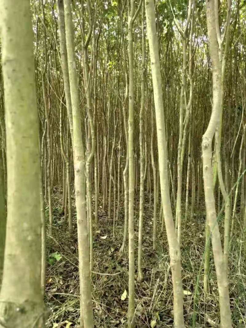 女贞种子女桢小苗女桢5公分女桢10公分丛生女桢