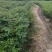 栾树种子黄山栾树小苗处理栾树小苗黄山栾树5公分