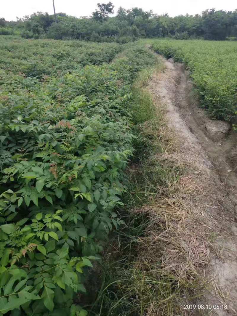 栾树种子黄山栾树小苗处理栾树小苗黄山栾树5公分