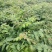 栾树种子黄山栾树小苗处理栾树小苗黄山栾树5公分