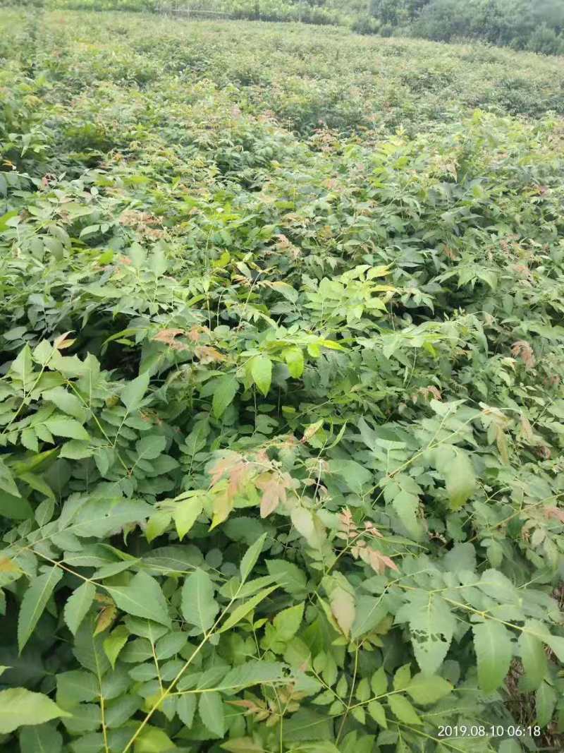 栾树种子黄山栾树小苗处理栾树小苗黄山栾树5公分