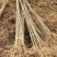 栾树种子黄山栾树小苗处理栾树小苗黄山栾树5公分