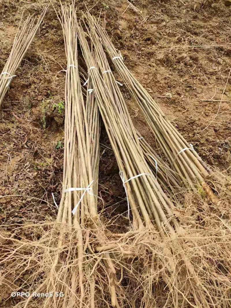 栾树种子黄山栾树小苗处理栾树小苗黄山栾树5公分
