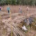 栾树种子黄山栾树小苗处理栾树小苗黄山栾树5公分